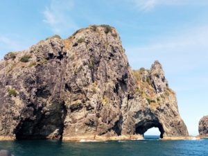 new zeland tour bay of islands self-drive tour new zealand cruise dolphins north island
