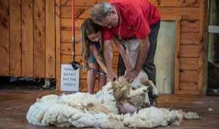 auckland holidays new zealand sheep farm sheep shearing show day trip auckland day tours private tour