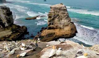 auckland trips holidays new zeland tours muriwai west coast private tour day trips auckland private transfer self drive tours new zealand