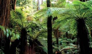 new zealand holidays Rotorua Whirinaki Rainforest nature walks self drive tours luxury guided tours