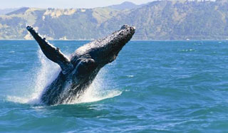 whale watch kaikoura new zealand selfdrive tours new zealand whales whale watching best new zealand self-drive tour guide luxury newzealand