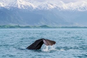 Kaikoura Whale Watching New Zealand Nature Tours self drive holiday travel new zealand tour operator ageny tour guides auckland round trip book tours specialist